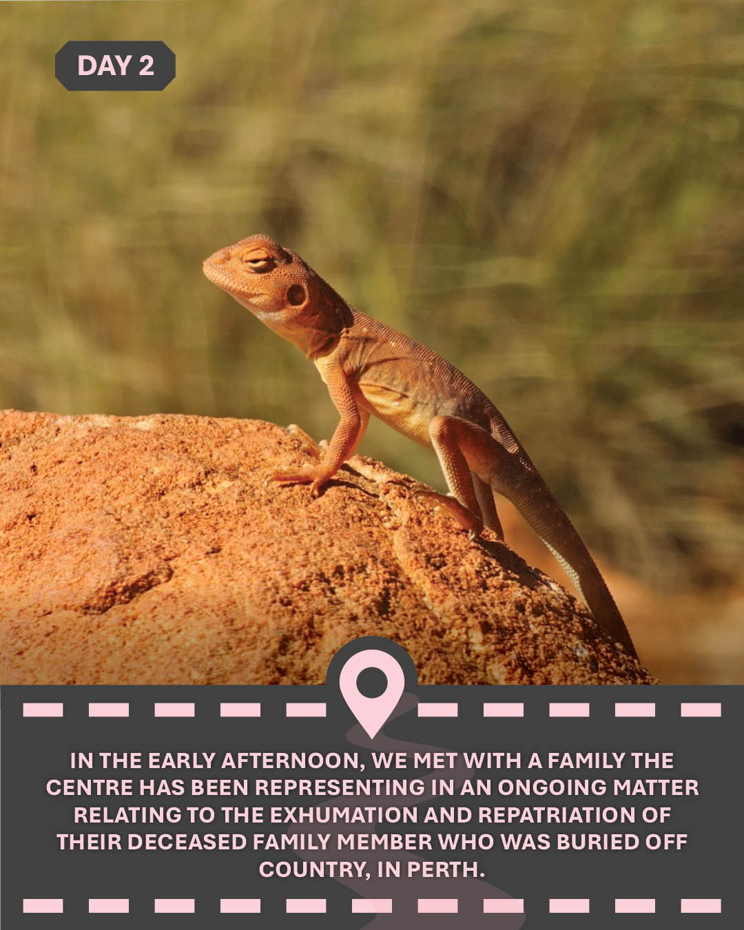 Image of a lizard on a rock, with text "In the early afternoon, we met with a family the centre has been representing in an ongoing matter relating to the exhumation and repatriation of their deceased family member who was buried off Country, in Perth."