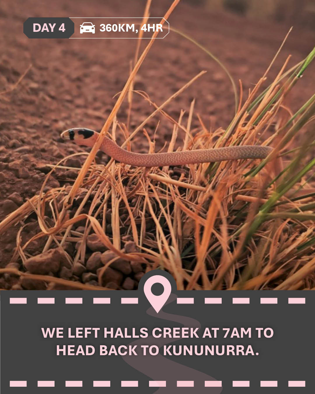 Image of a worm in some grass and red dirt, with text " We left Halls Creek at 7am to head back to Kununurra."